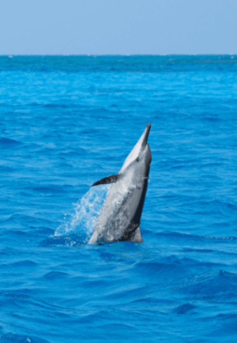 Dolphin Spotting 